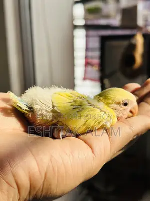 Love Bird Baby