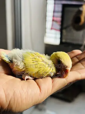 Love Bird Baby