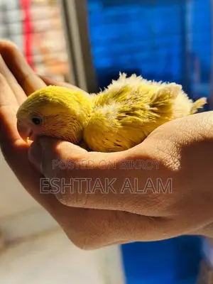 Love Bird Baby