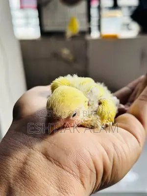 Love Bird Baby