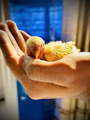 Love Bird Baby