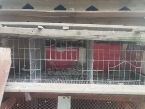 Original Thick G.I. Wire Cage