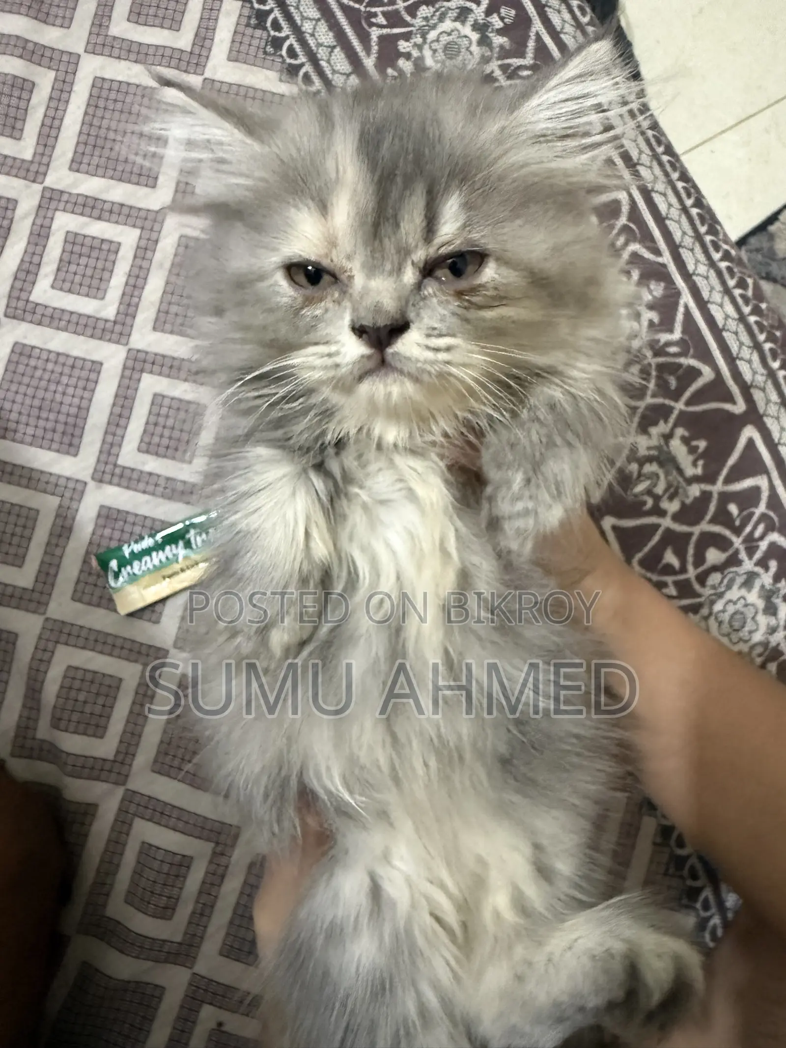 1-3 Months Female Purebred Persian