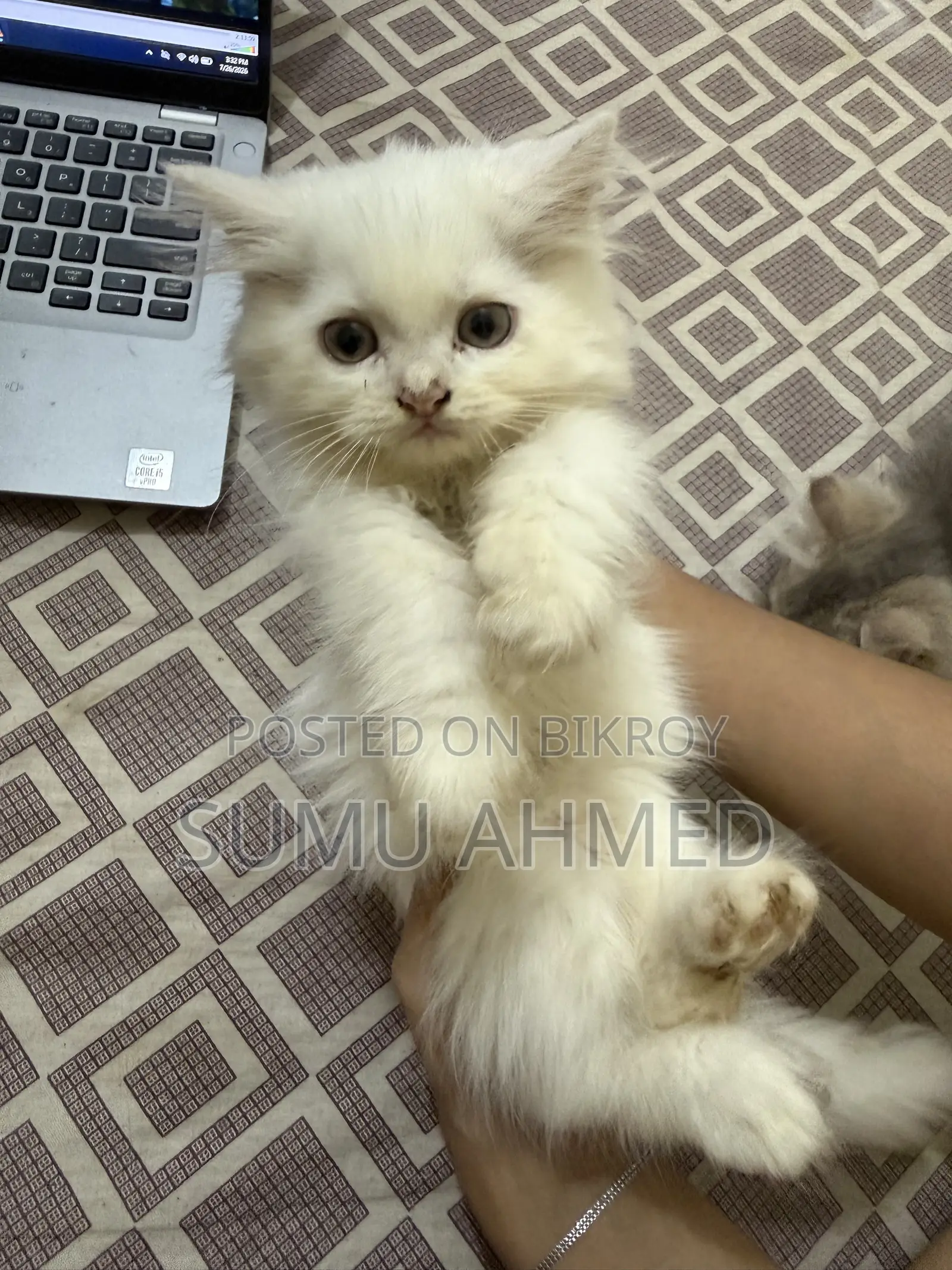 1-3 Months Female Purebred Persian