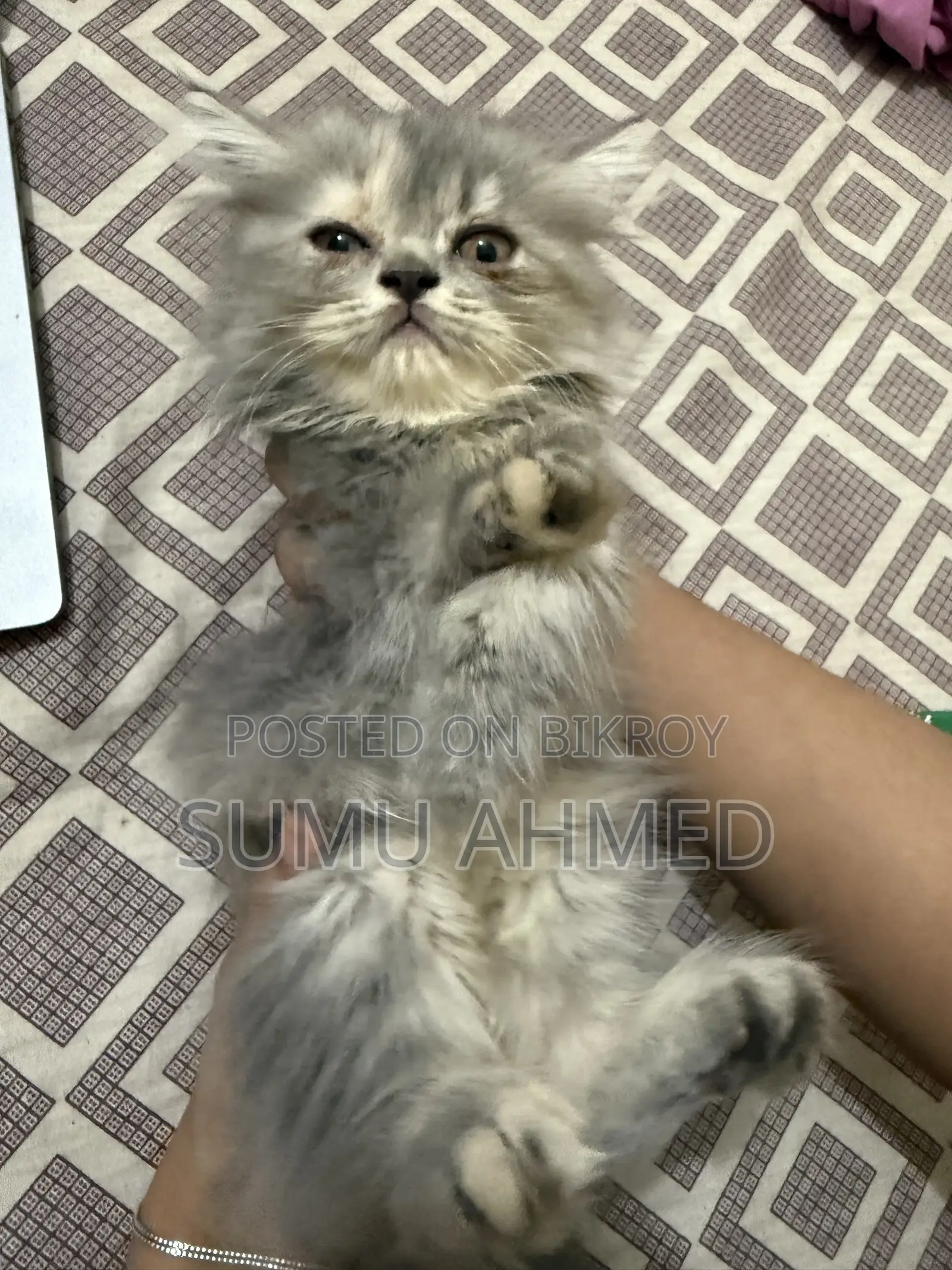 1-3 Months Female Purebred Persian