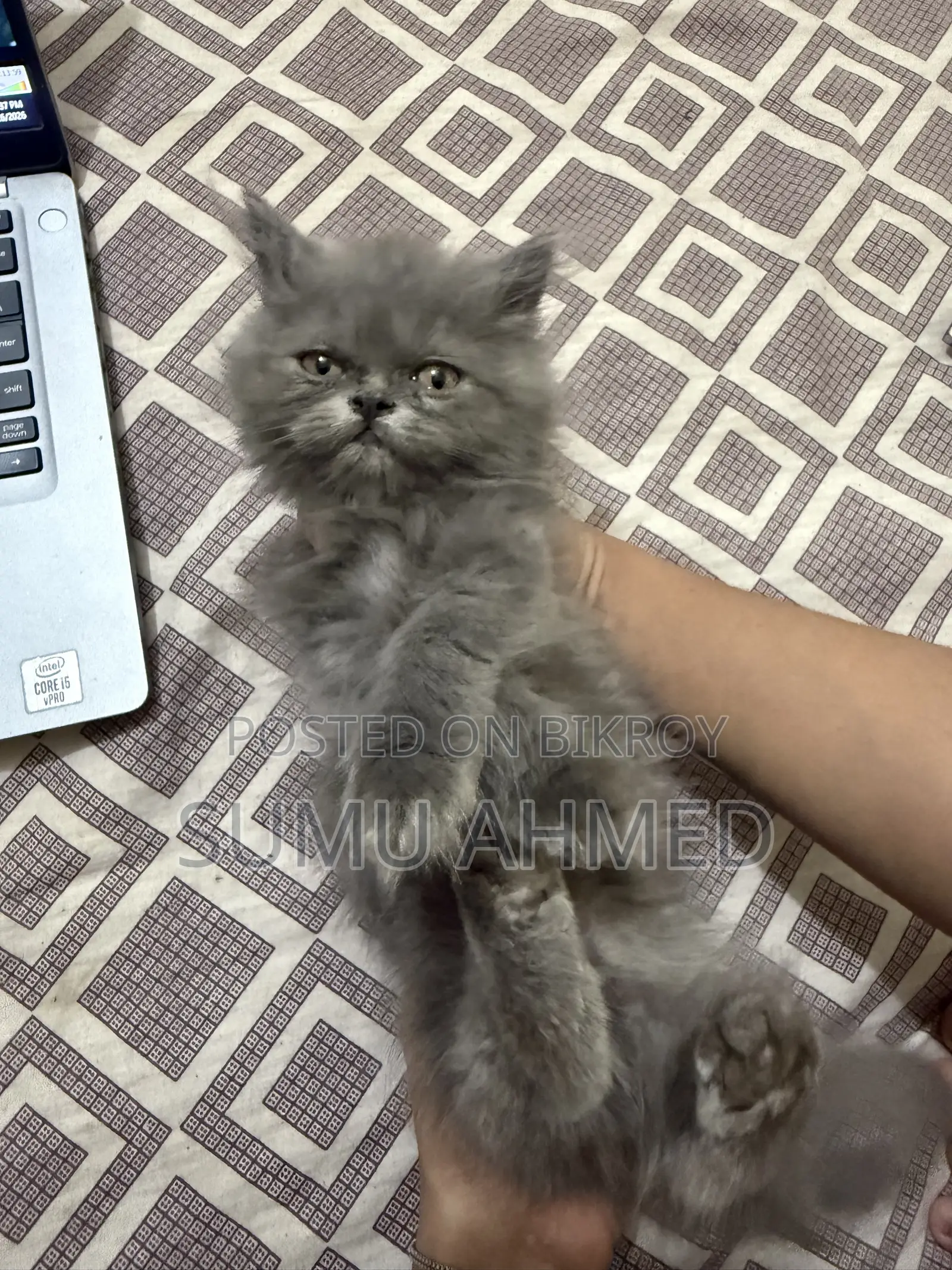 1-3 Months Female Purebred Persian