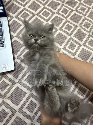 1-3 Months Female Purebred Persian