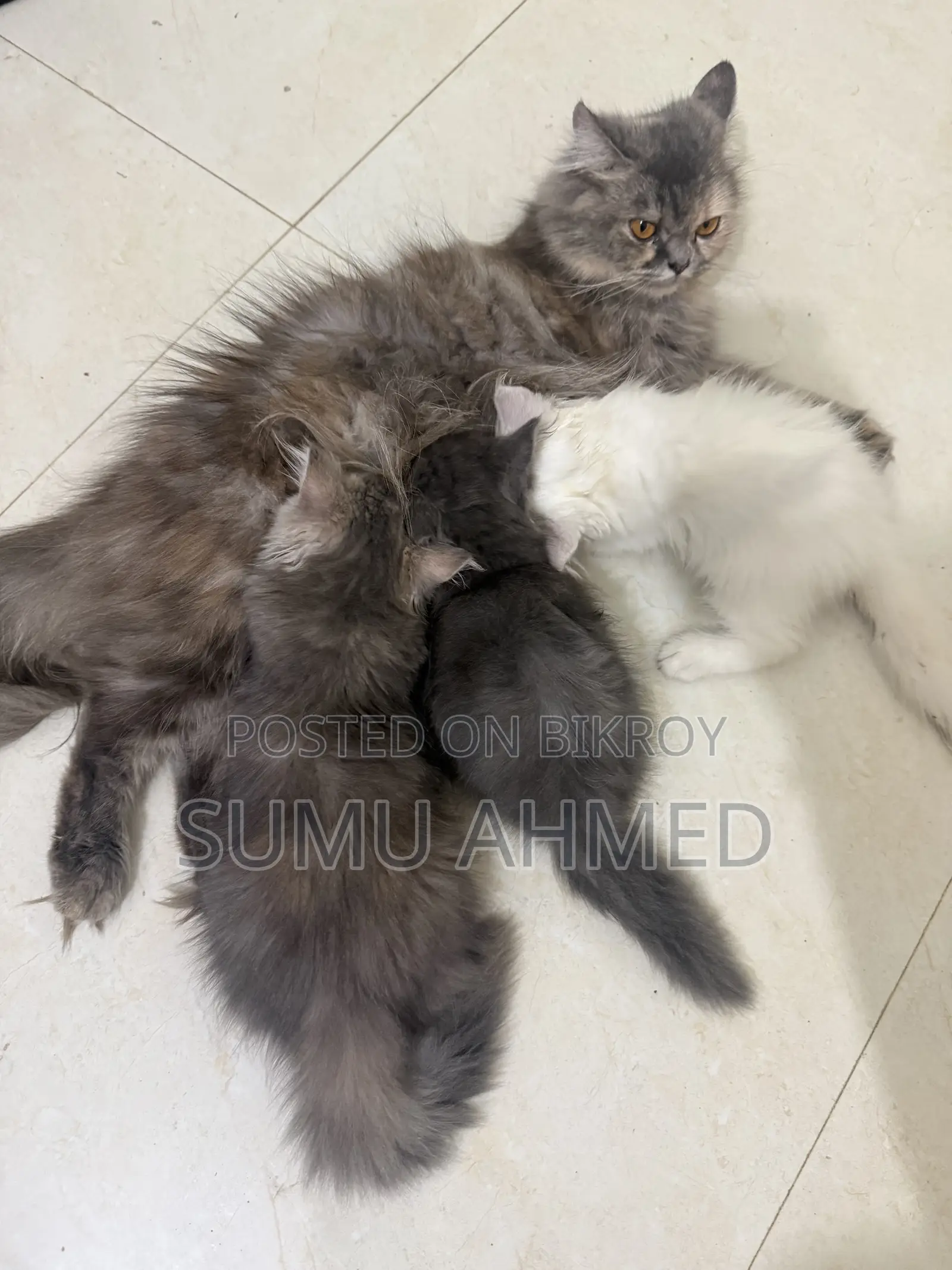 1-3 Months Female Purebred Persian