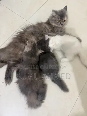 1-3 Months Female Purebred Persian