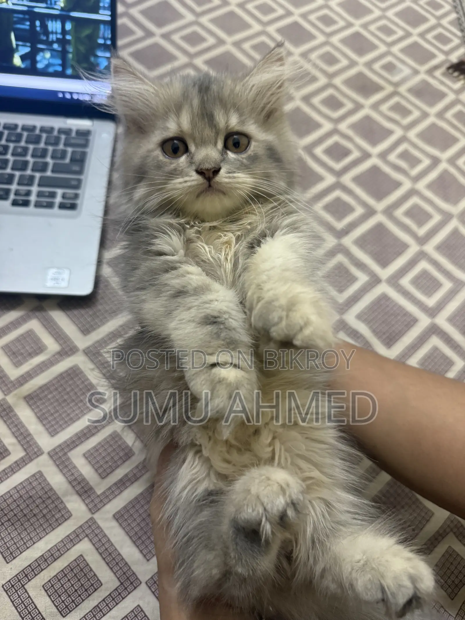 1-3 Months Female Purebred Persian