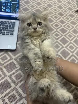 1-3 Months Female Purebred Persian