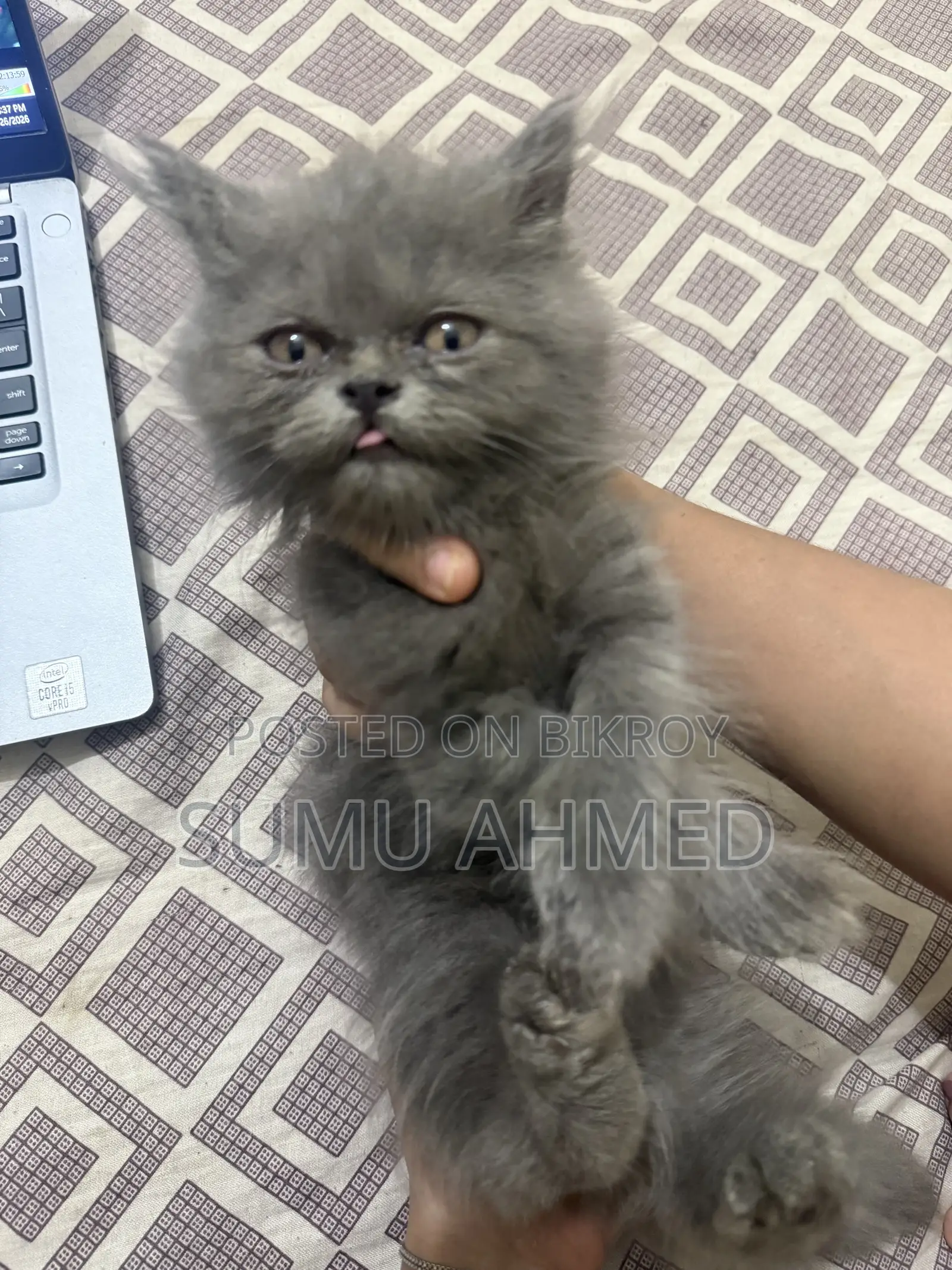 1-3 Months Female Purebred Persian