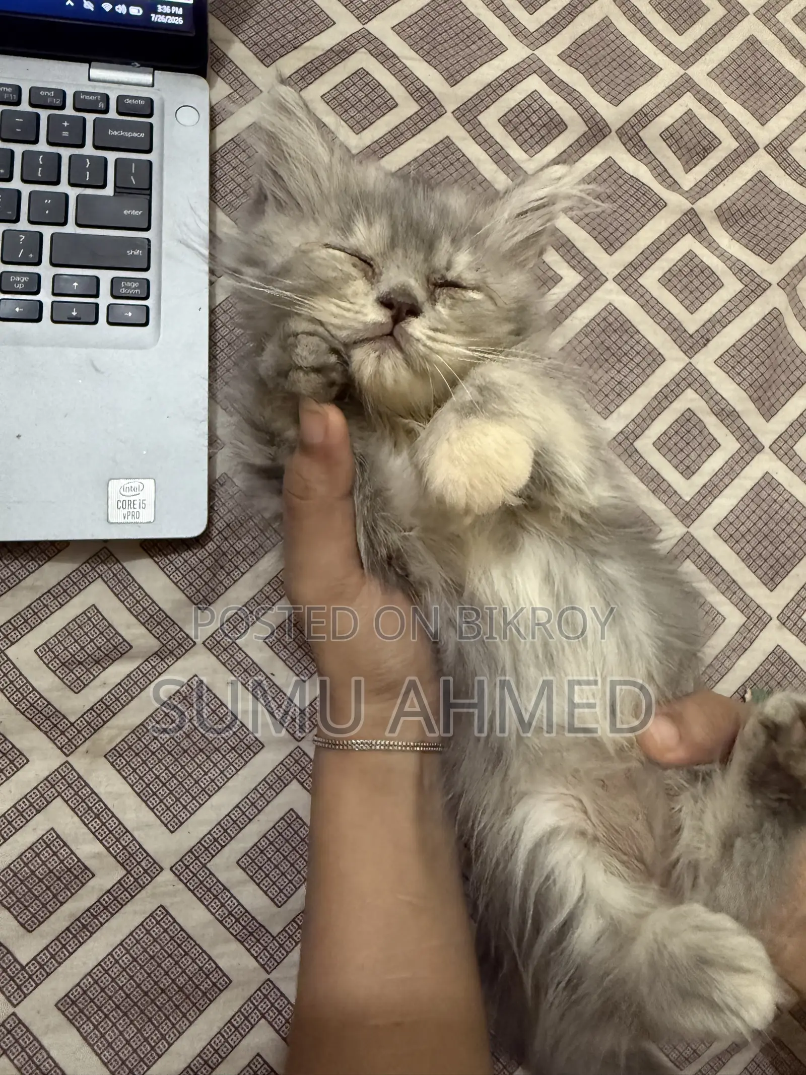 1-3 Months Female Purebred Persian