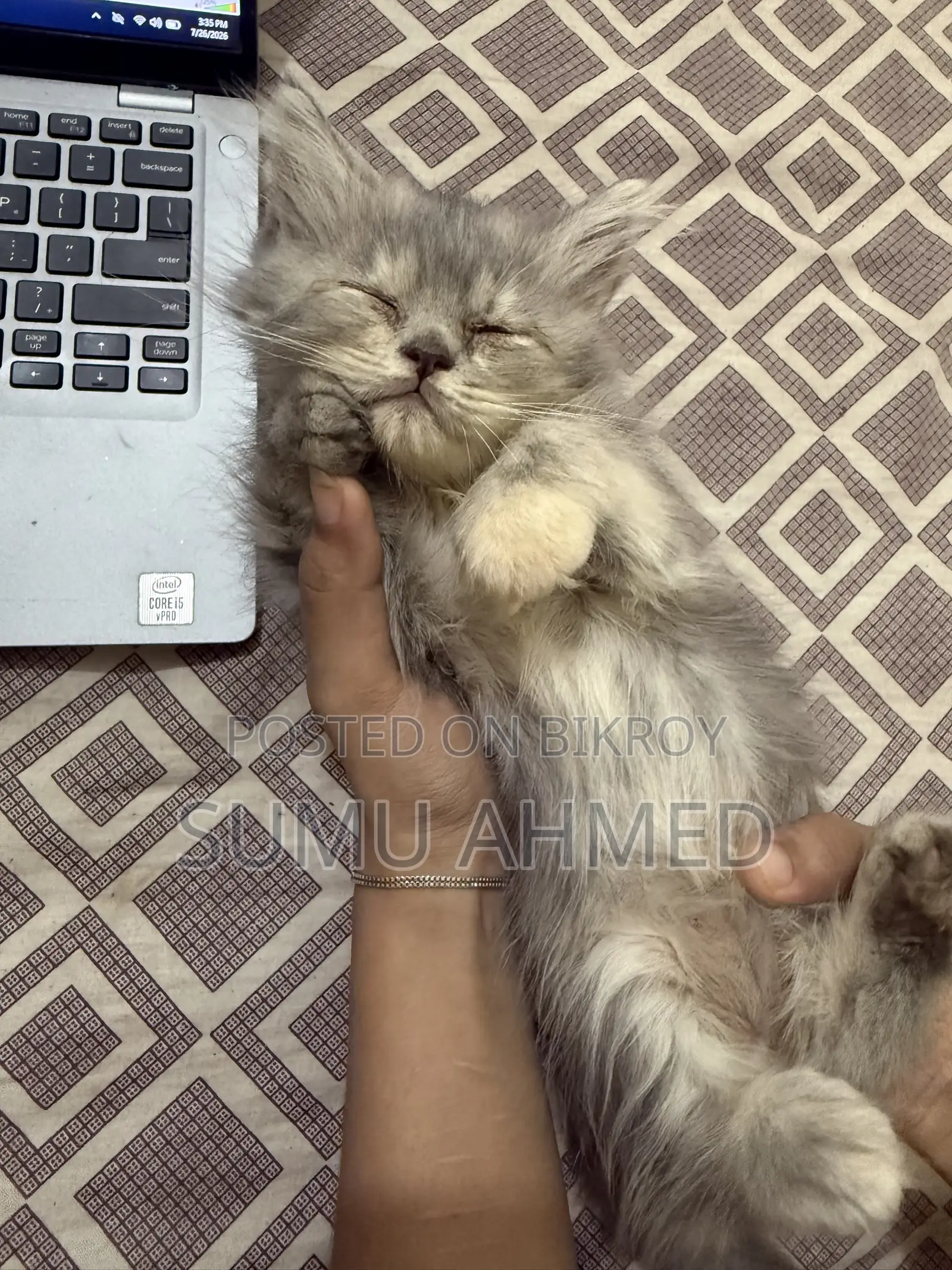 1-3 Months Female Purebred Persian