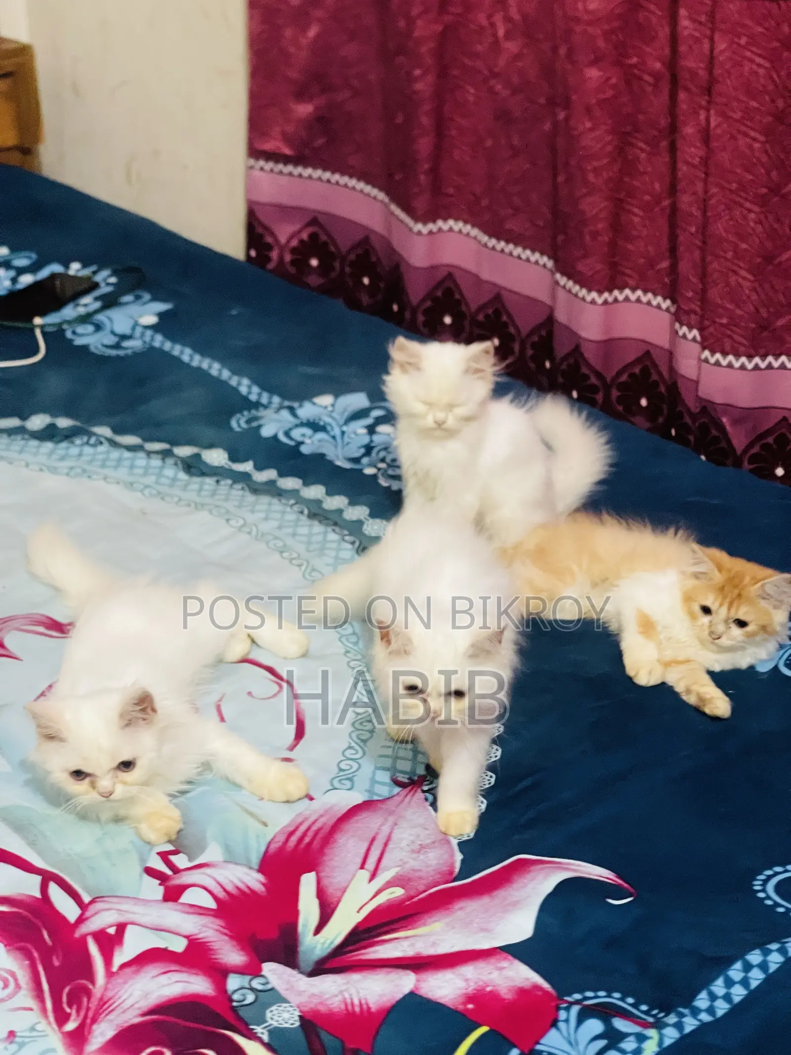 1-3 Months Male Purebred Persian Cat