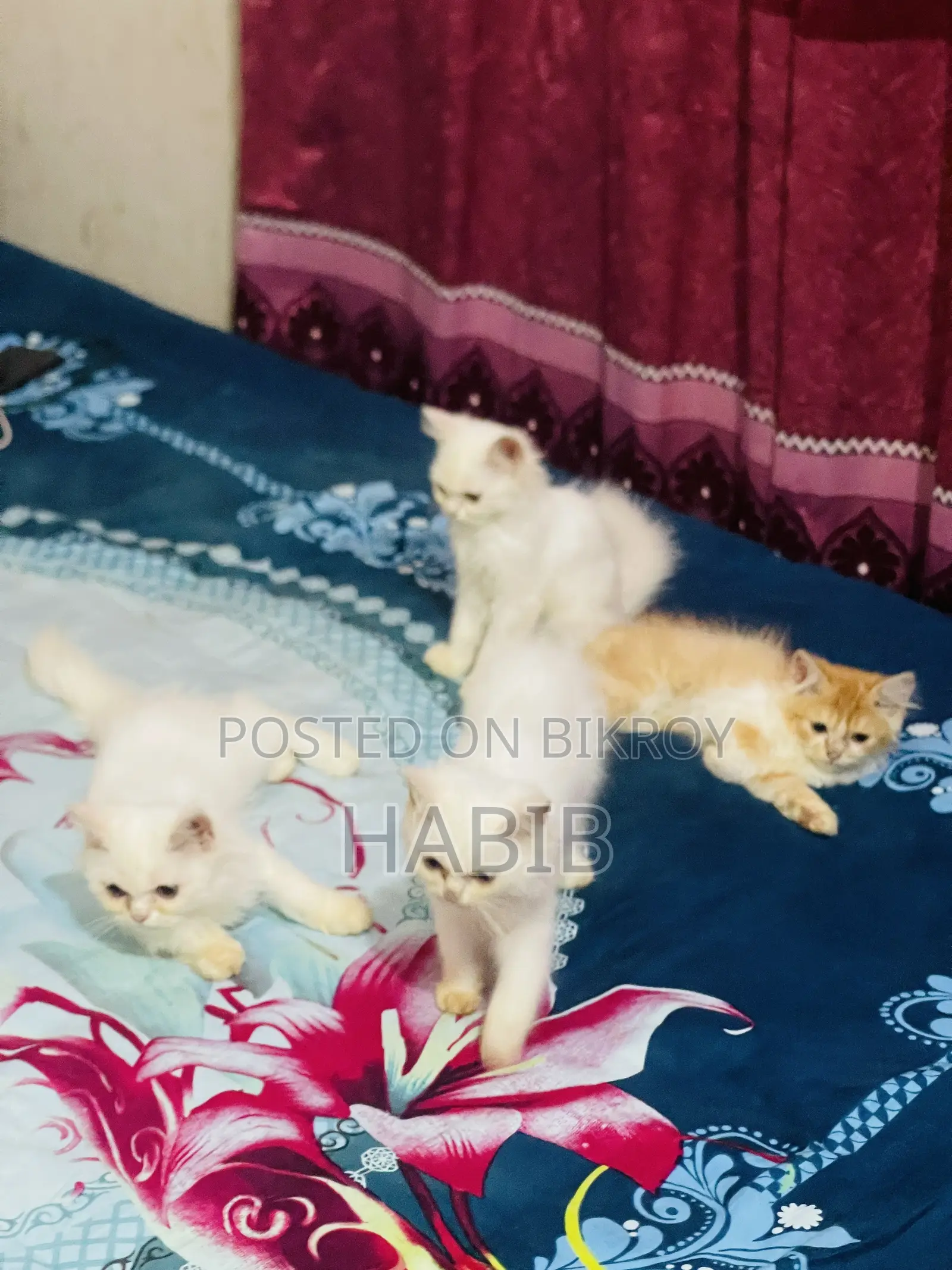 1-3 Months Male Purebred Persian Cat