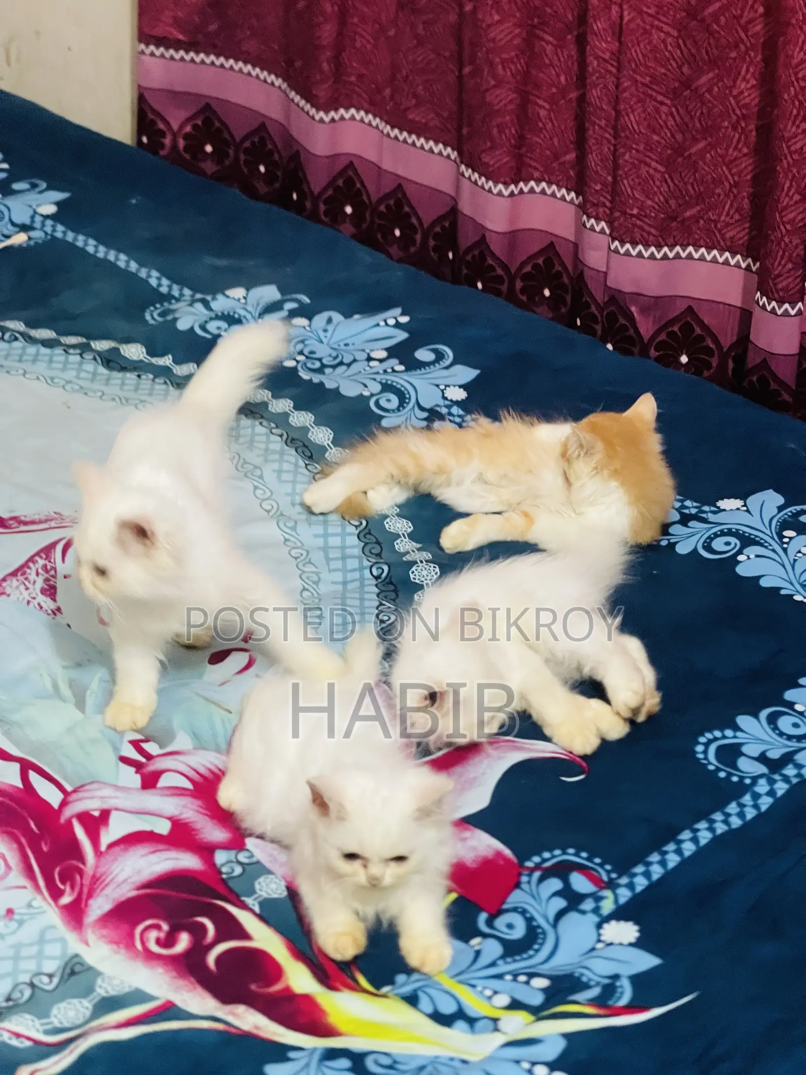 1-3 Months Male Purebred Persian Cat