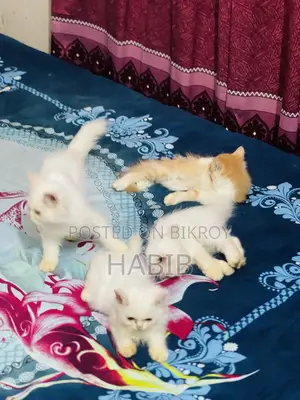 1-3 Months Male Purebred Persian Cat