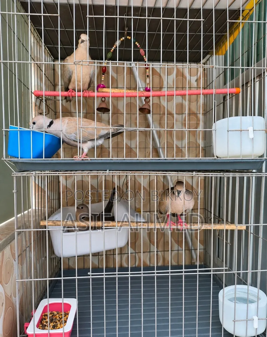 Australian Dove (Two pairs with cage full-setup)