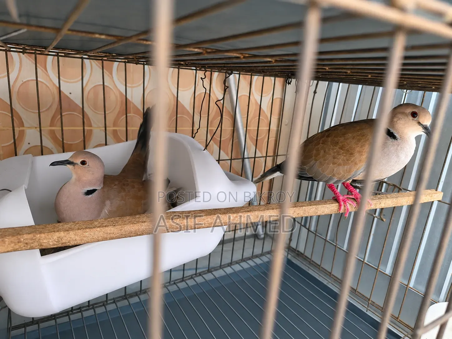 Australian Dove (Two pairs with cage full-setup)