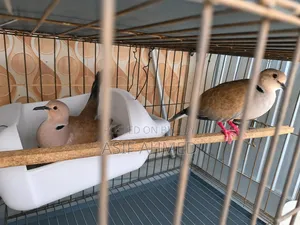 Australian Dove (Two pairs with cage full-setup)