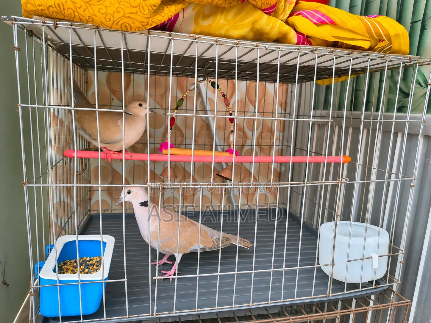 Australian Dove (Two pairs with cage full-setup)