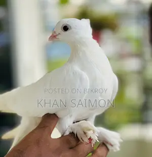 Kagji Pigeon Baby