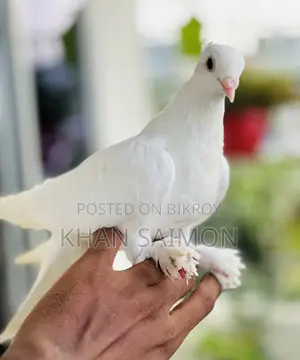 Kagji Pigeon Baby