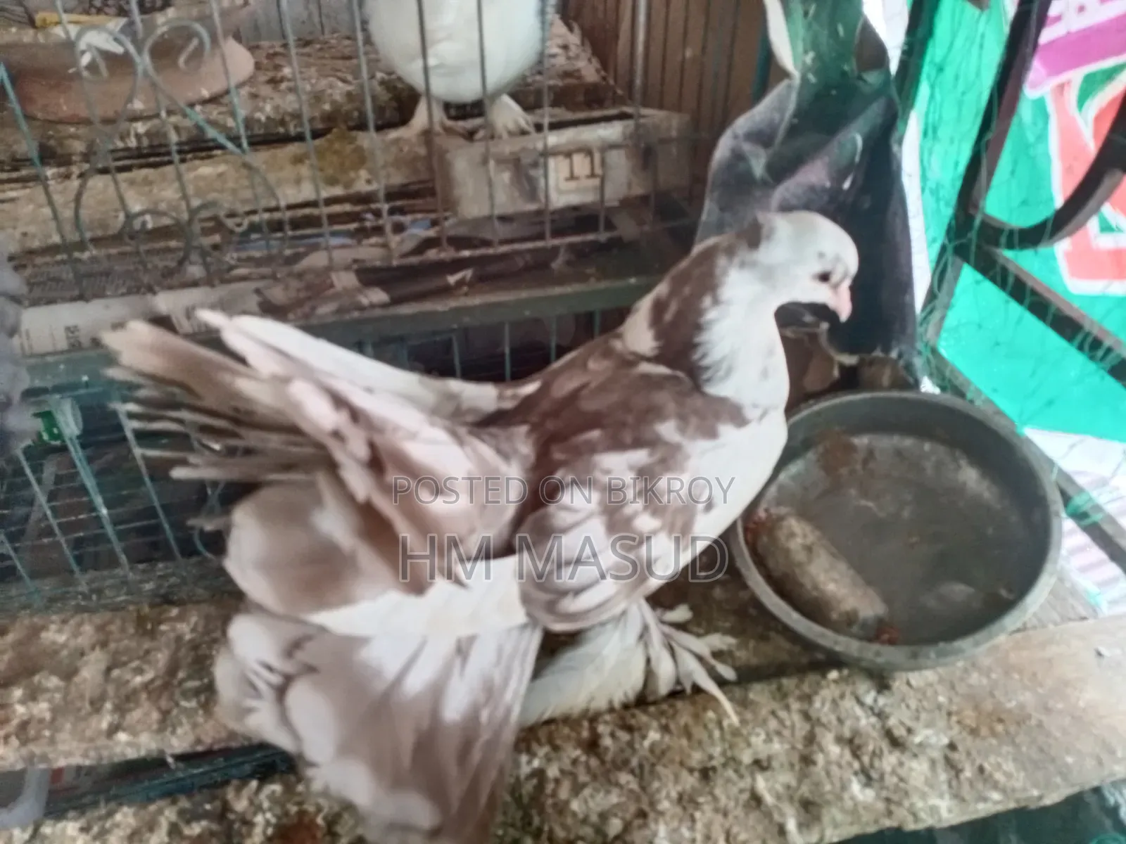 লক্ষা কবুতর