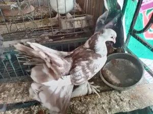 লক্ষা কবুতর