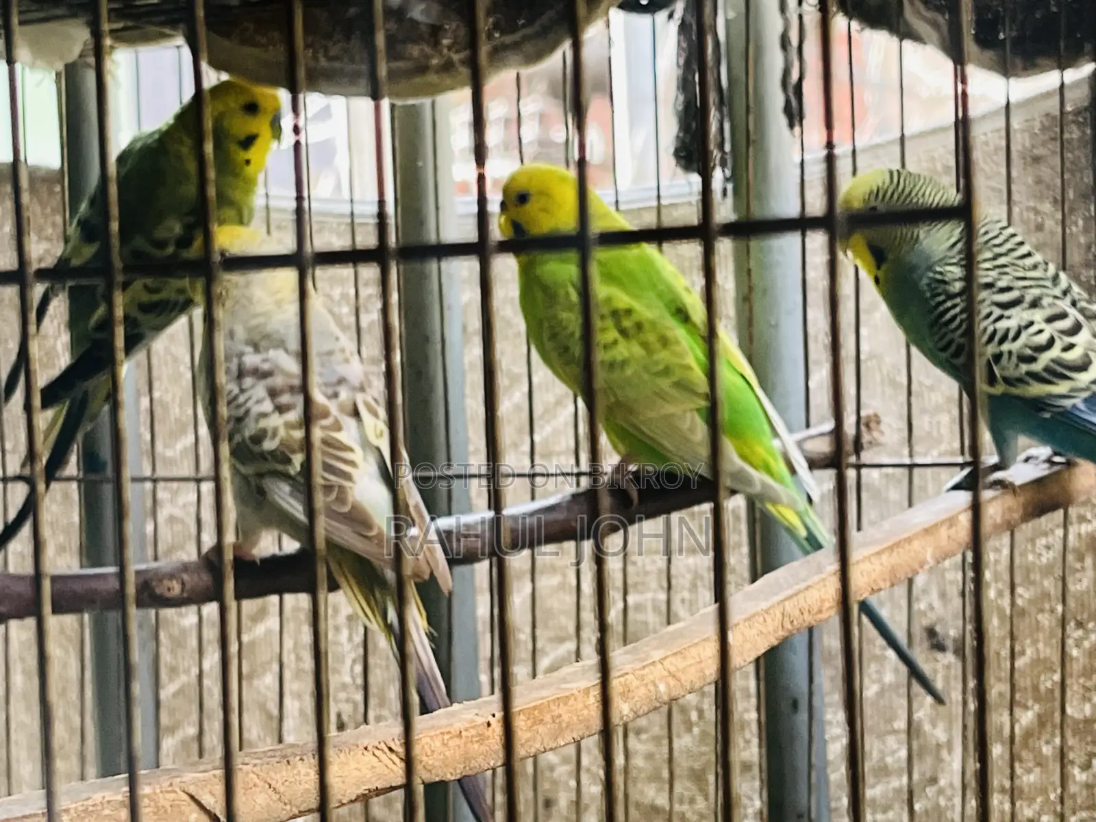 Budgerigar Birds Running Pair