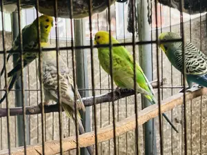 Budgerigar Birds Running Pair