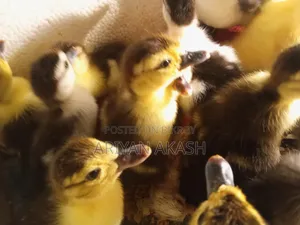 Muscovy duck chicks for sale