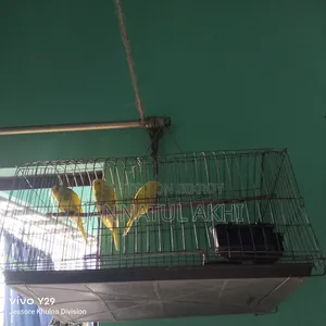 বাজরিগার পাখি