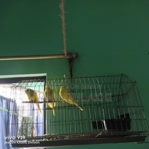 বাজরিগার পাখি