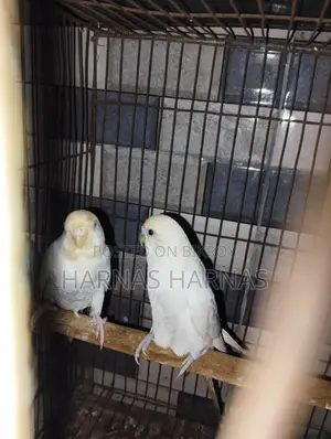 Budgerigar bird (Budgrigar)