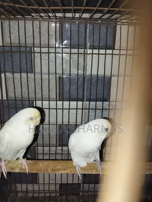 Budgerigar bird (Budgrigar)