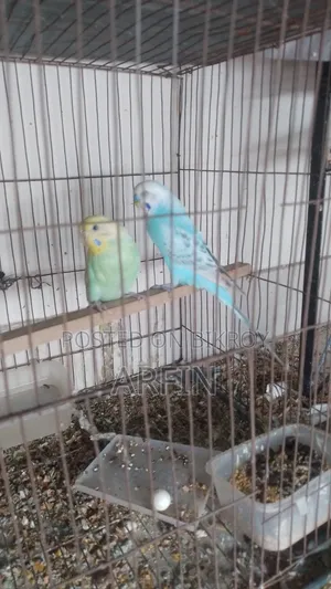 Rainbow Budgerigar Pair