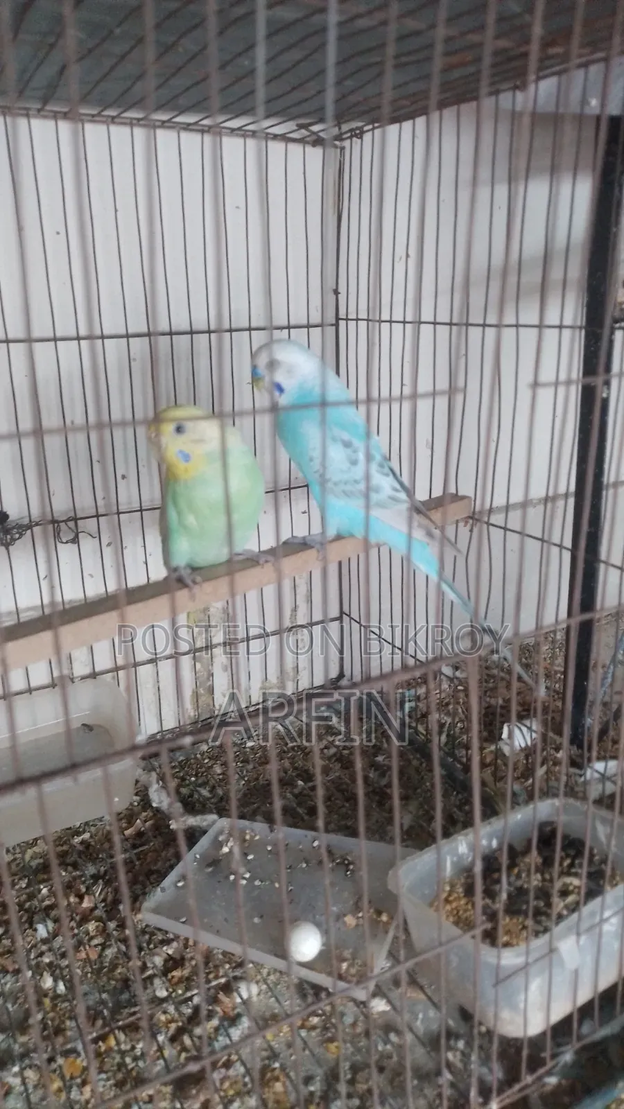 Rainbow Budgerigar Pair