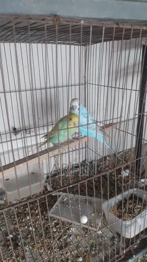 Rainbow Budgerigar Pair