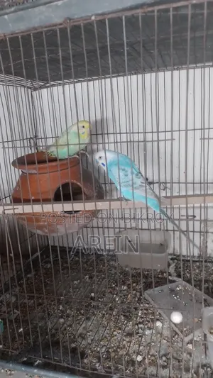 Rainbow Budgerigar Pair