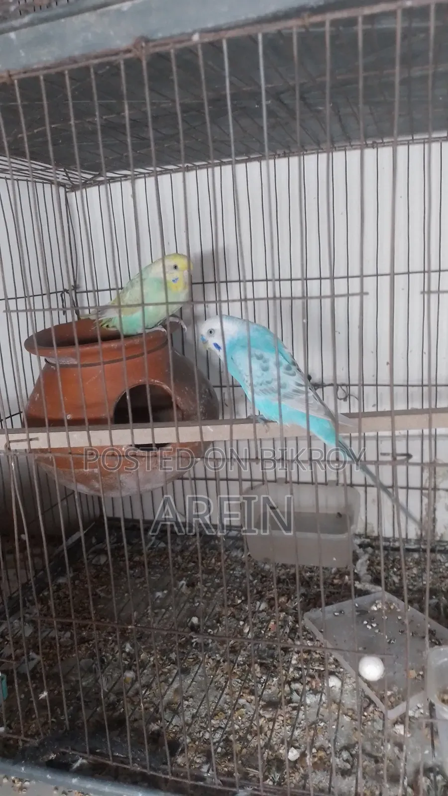 Rainbow Budgerigar Pair