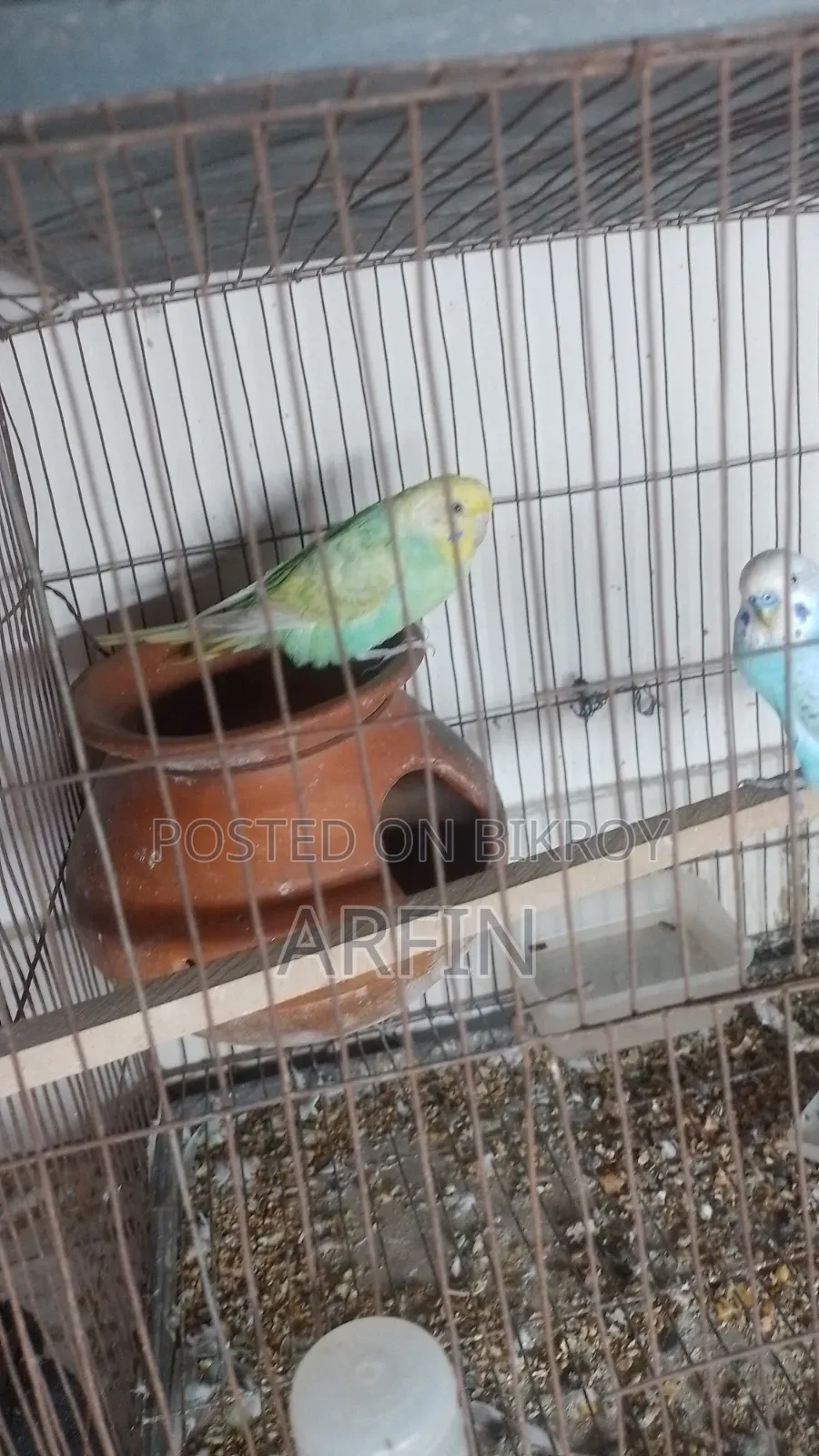 Rainbow Budgerigar Pair