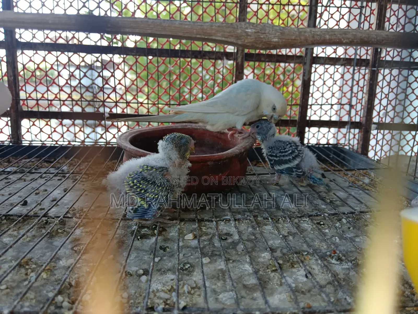 Budgerigar Bird