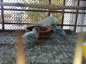 Budgerigar Bird