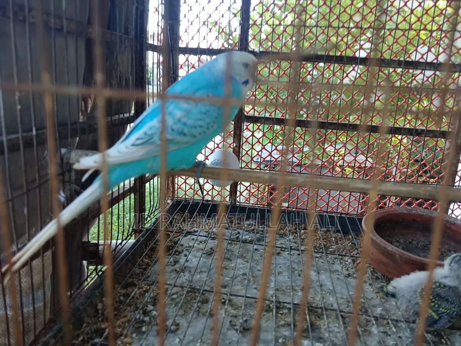 Budgerigar Bird