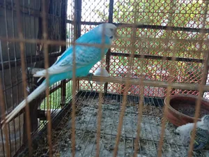 Budgerigar Bird