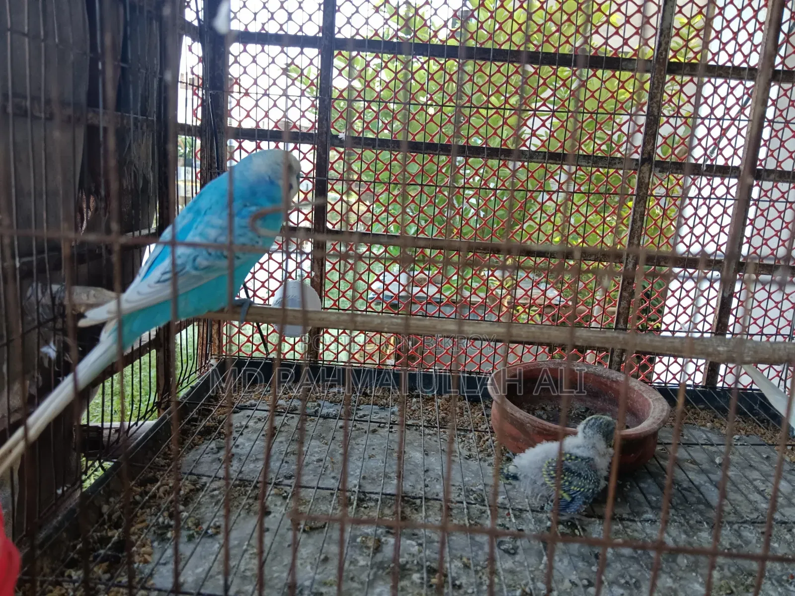 Budgerigar Bird
