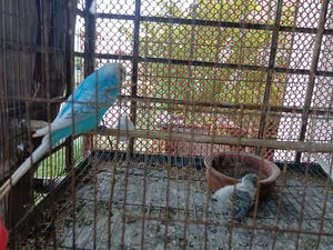 Budgerigar Bird