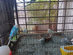 Budgerigar Bird